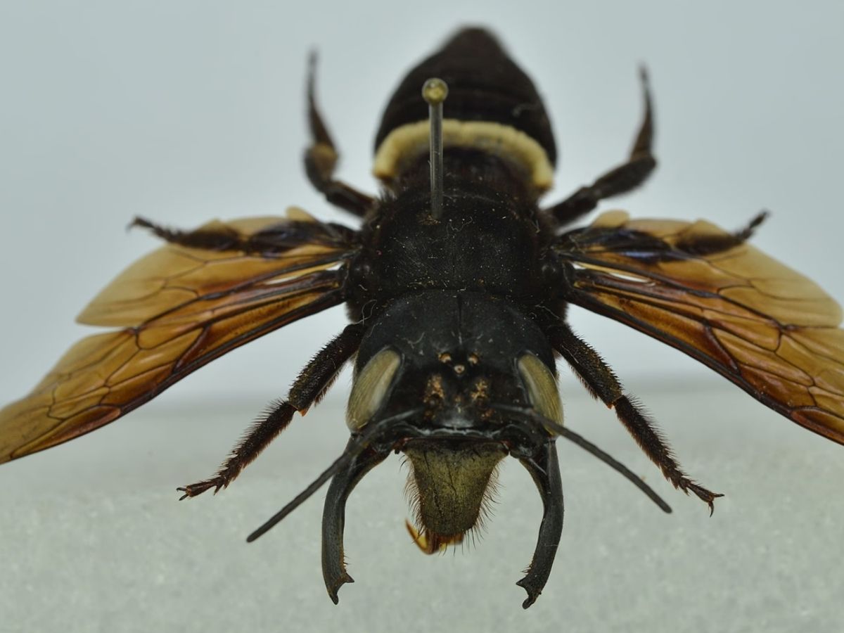 Flying Bulldog: बड़े जबड़े, रंग काला और डरावना आकार, दुनिया की सबसे बड़ी मधुमक्खी ‘फ्लाइंग बुलडॉग’ के बारे में कितना जानते हैं आप