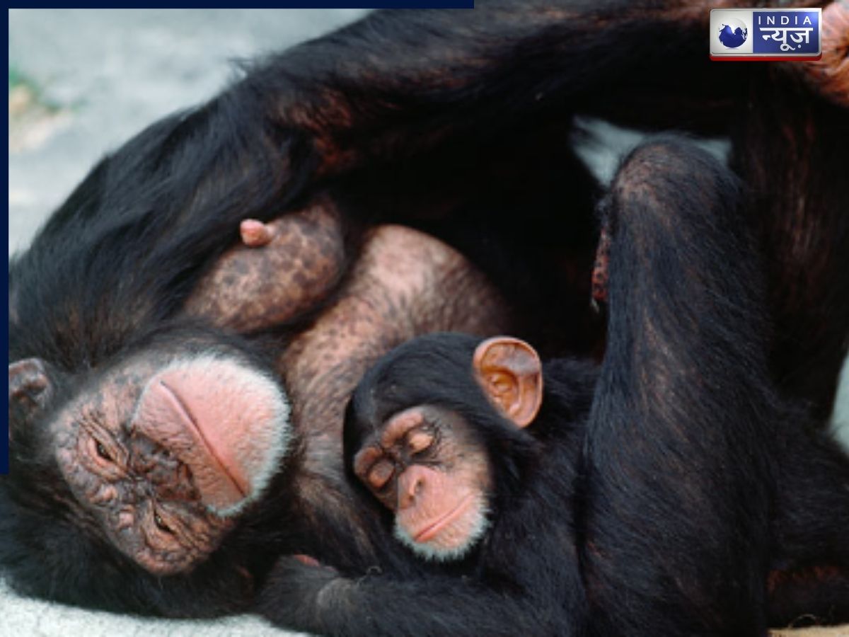 Chimpanzees - Photo Gallery