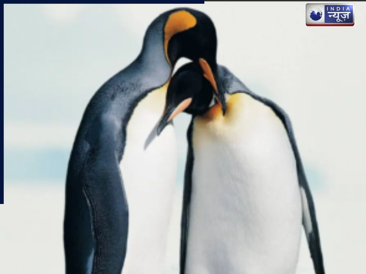 Penguins - Photo Gallery