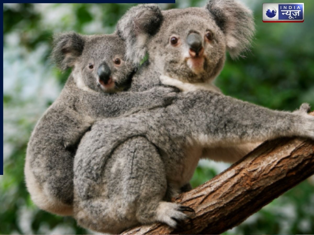Koalas - Photo Gallery