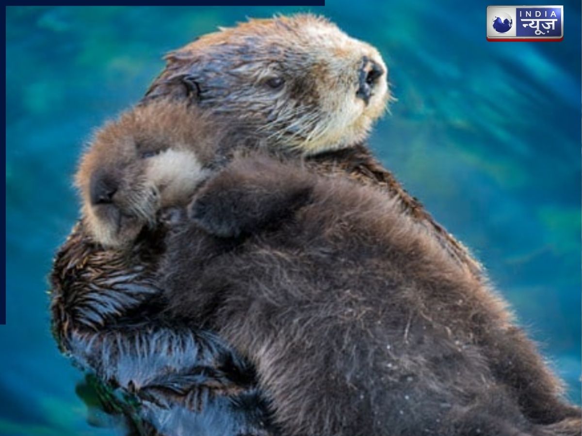 Sea Otters - Photo Gallery