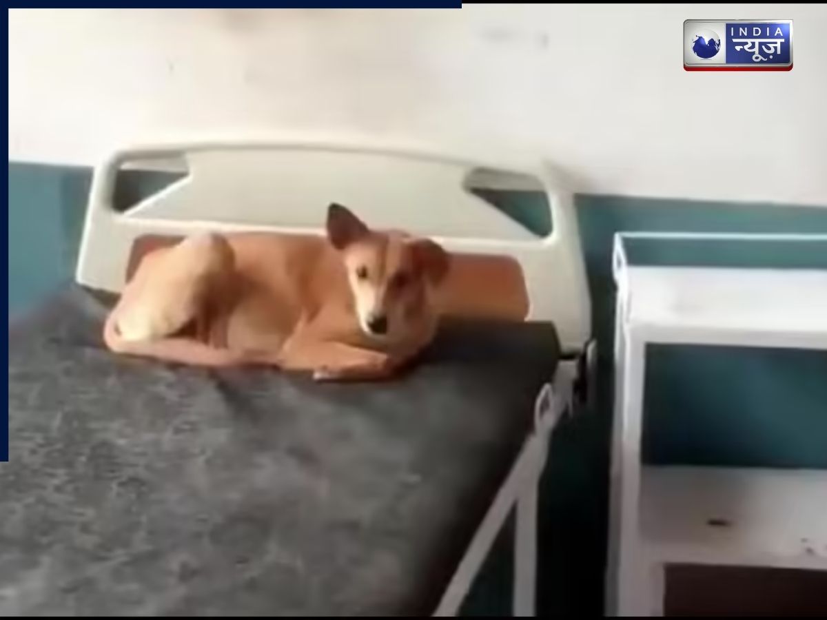 Explainer: मंदिर में मूर्ति का चक्कर काटता कुत्ता ‘अवतार’ या ‘बीमार’! देखिए क्या कहता है विज्ञान? अगर आपके ‘पेट’ में मिले ऐसे लक्षण तो तुरंत करें यह काम