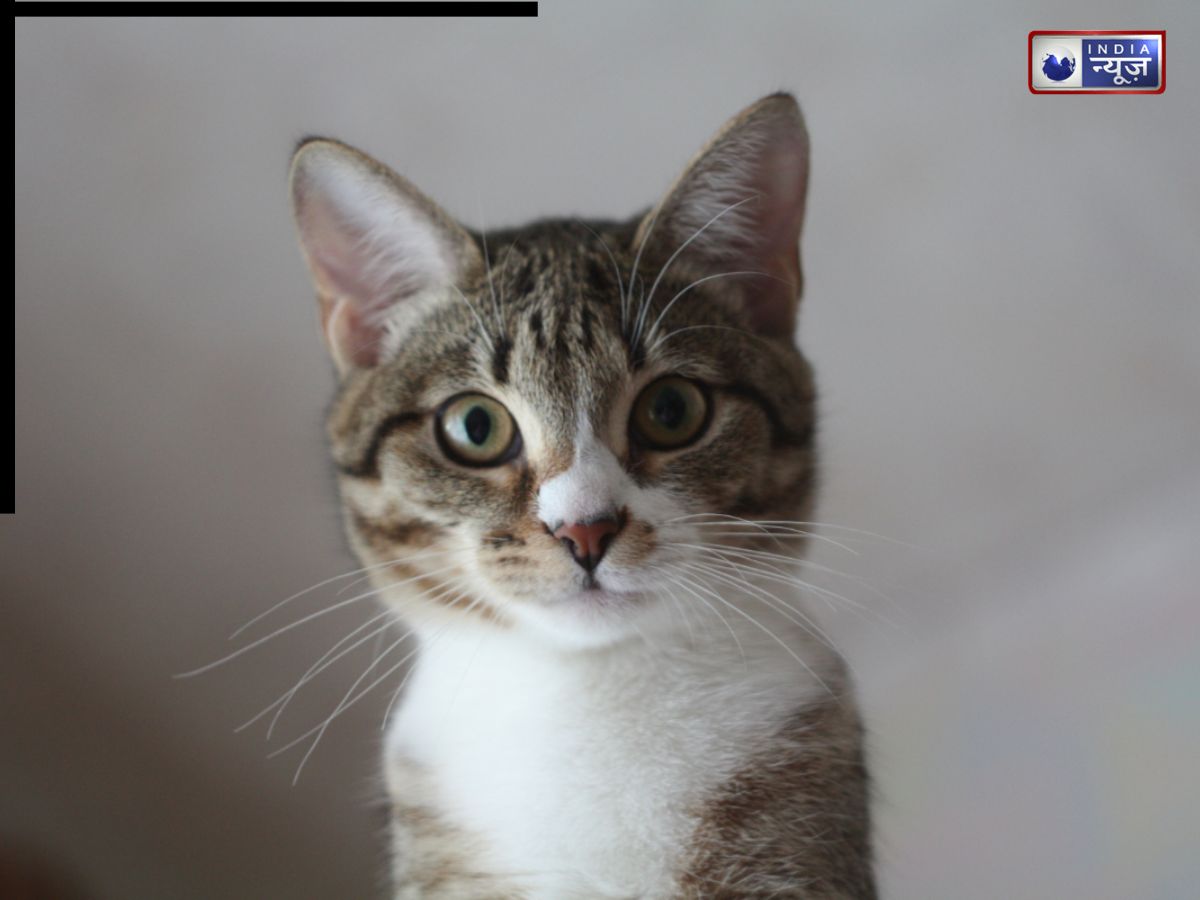 डर नहीं, भ्रम है! दरवाजे पर बैठी बिल्ली की परछाईं ने लोगों को चौंकाया; क्या आपने देखा?