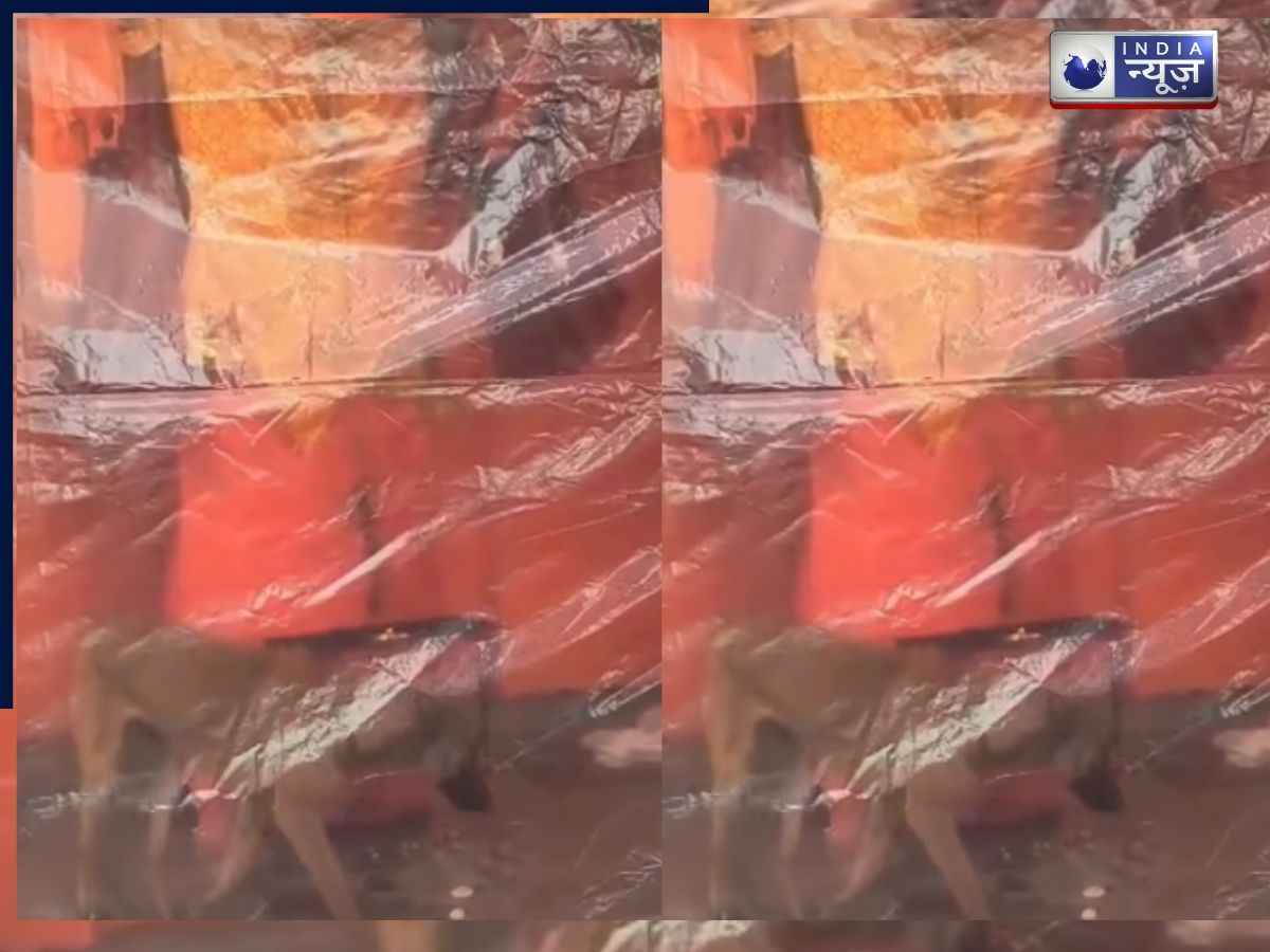 Hanuman Temple: हनुमान जी की परिक्रमा करता रहा कुत्ता, थोड़ी देर में कबूतर की मौत से सब हैरान