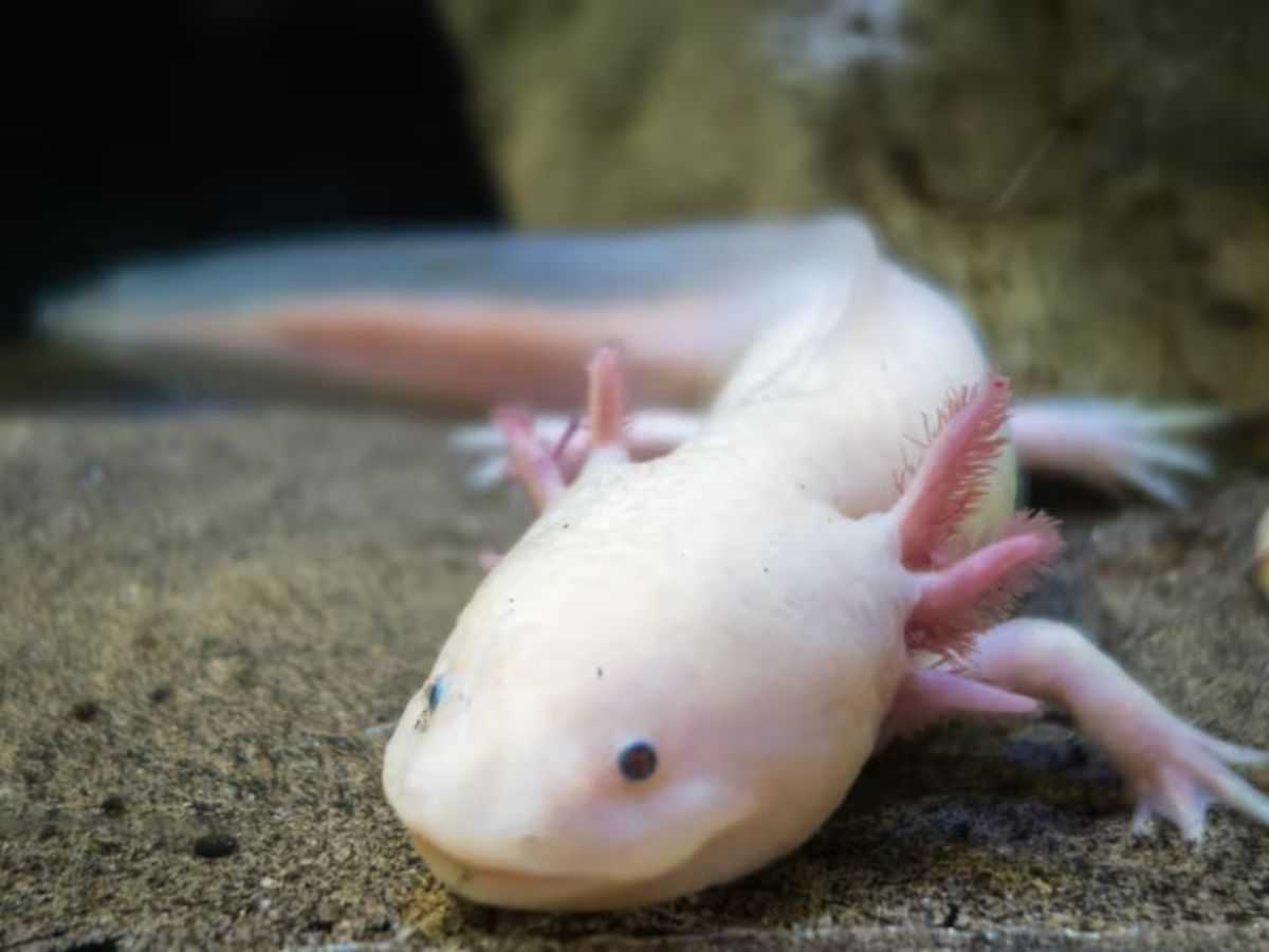 exolottele - Photo Gallery