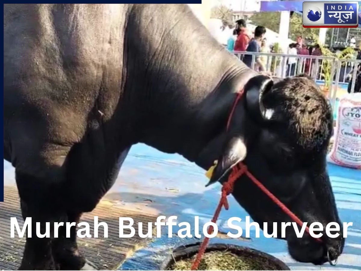 VIP से कम नहीं शूरवीर! जानें देश के सबसे मंहगे भैसे की कीमत, वजन और 6 साल की उम्र में 2 लाख‌ से ज्यादा ‘बच्चों’ का दावा