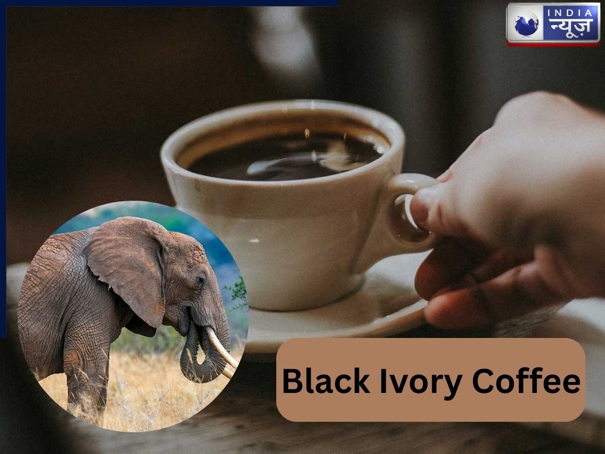 हाथी के पेट में ऐसा क्या होता है? जो उसके गोबर से बनी कॉफी बन जाती है ‘अमृत’, वैज्ञानिकों ने ढूंढ निकाला सबसे बड़ा रहस्य!