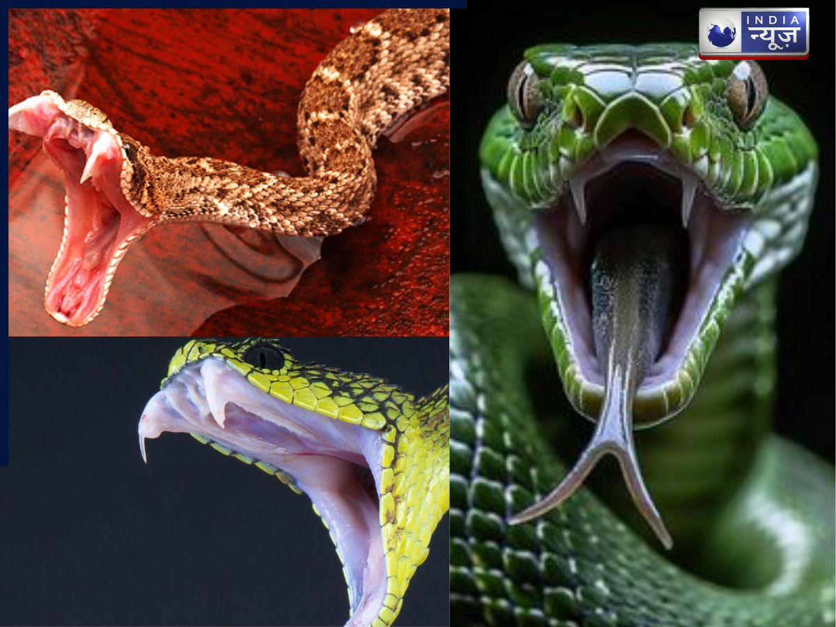इनलैंड टाइपन से किंग कोबरा तक, जानिए दुनिया के सबसे घातक और ज़हरीले सांपों की पूरी कुंडली