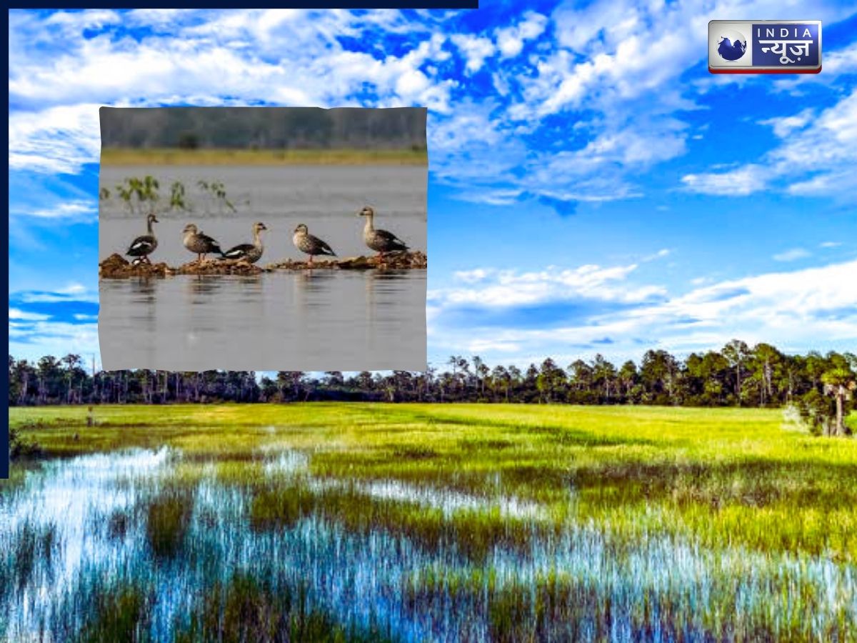 Wet and Wild: क्या है वेटलैंड एरिया जिसे इंसानों ने किया दरकिनार, खूबसूरत जीवों और पर्यावरण के लिए यह क्यों है जरूरी?