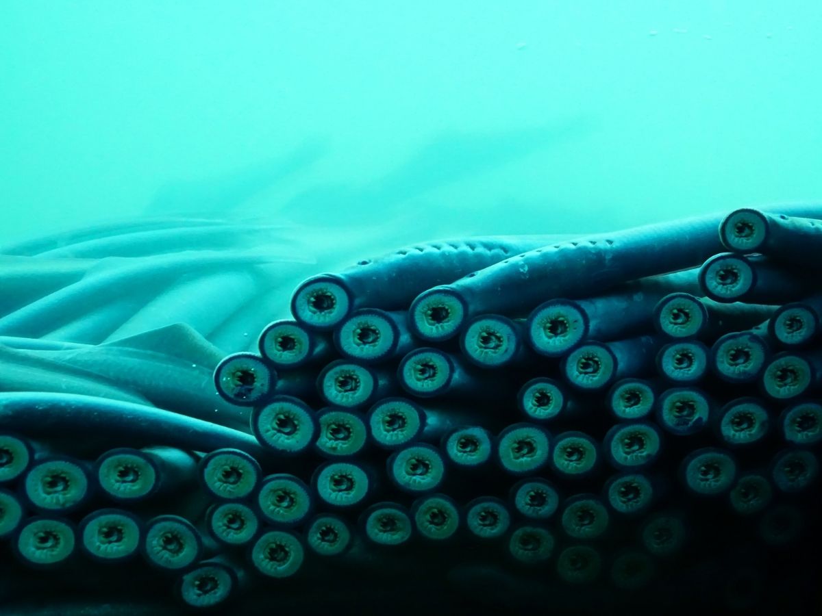 Lamprey fish - Photo Gallery
