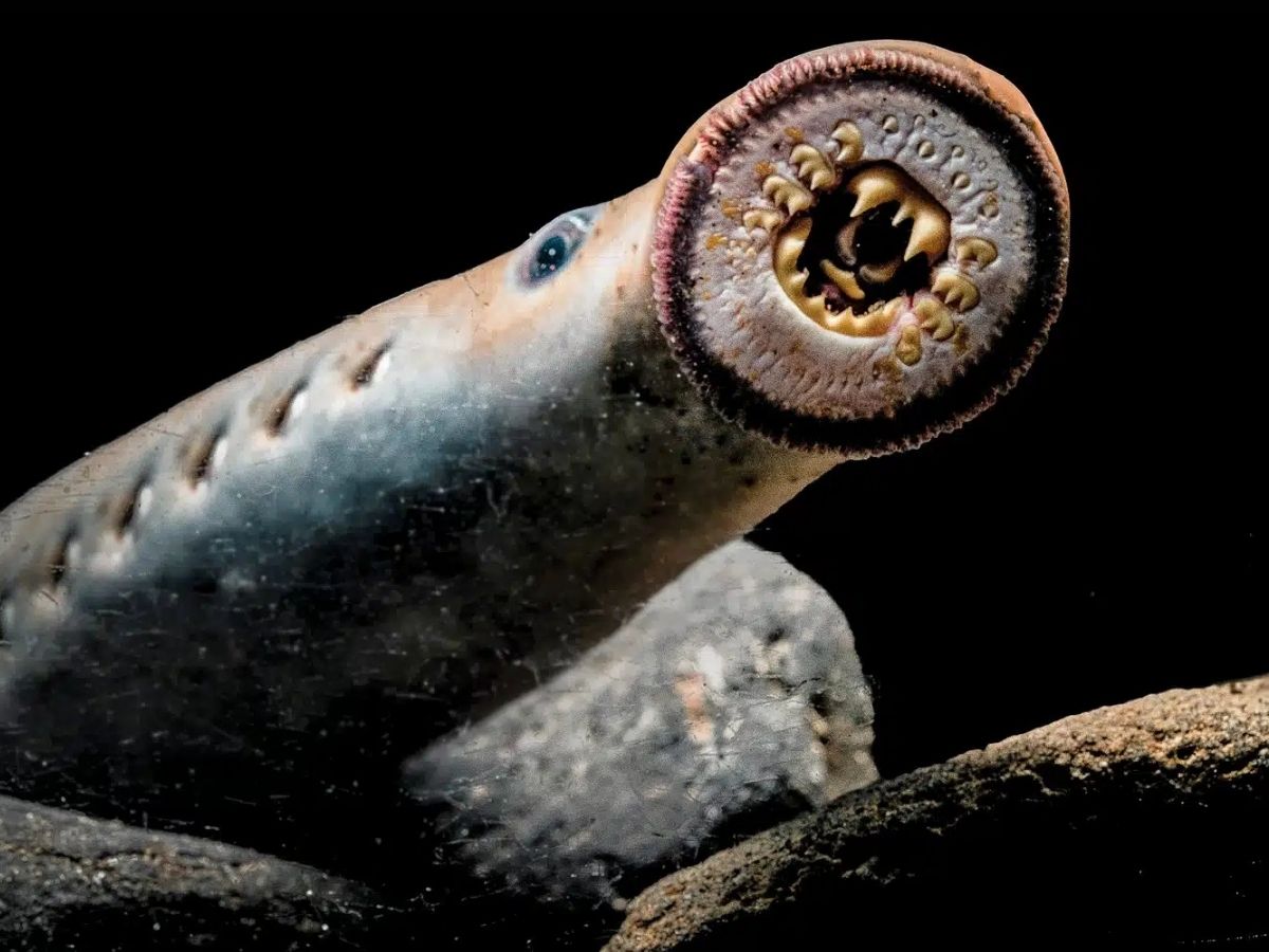 Lamprey fish - Photo Gallery