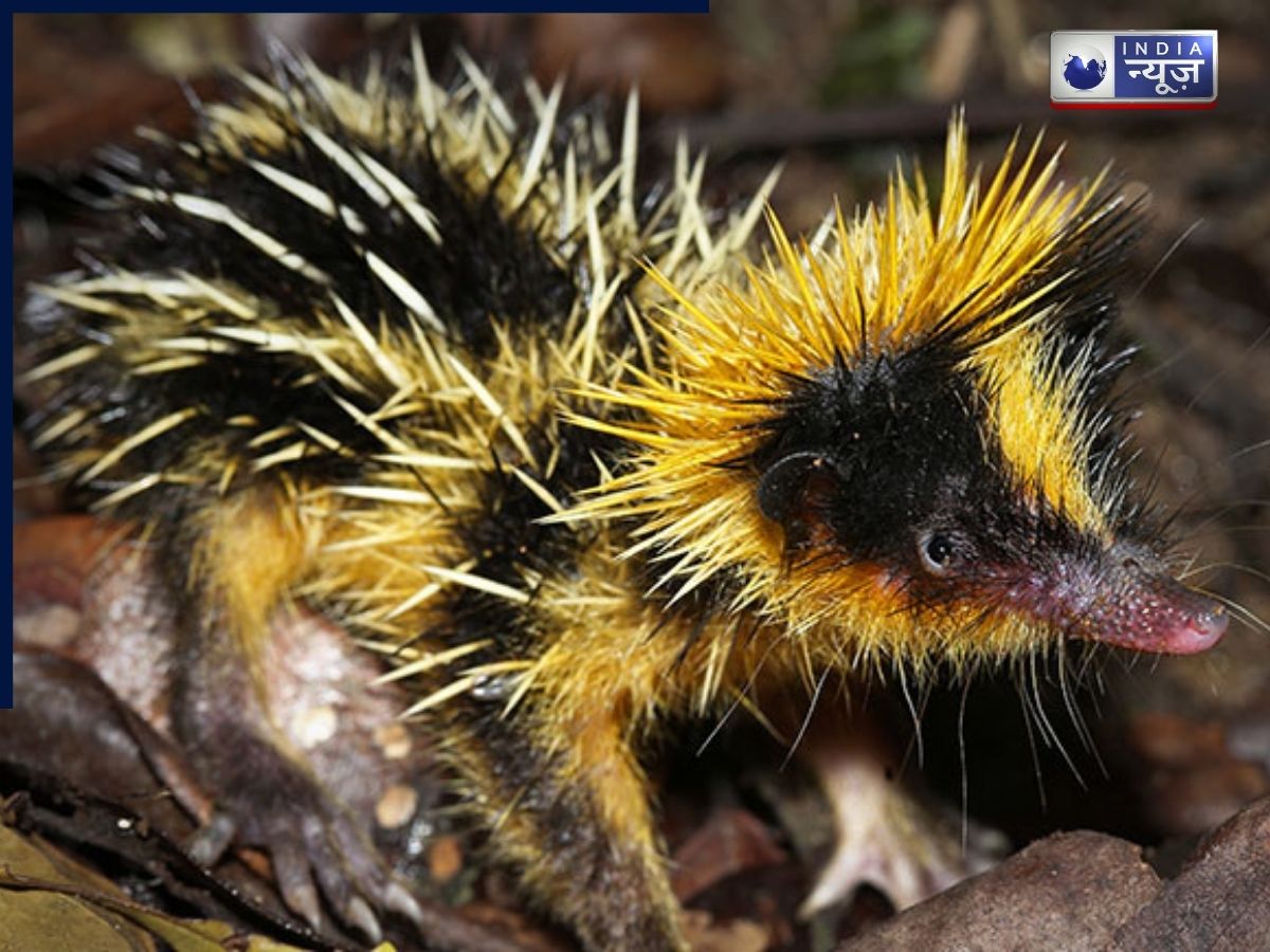 Lowland Streaked Tenrec - Photo Gallery