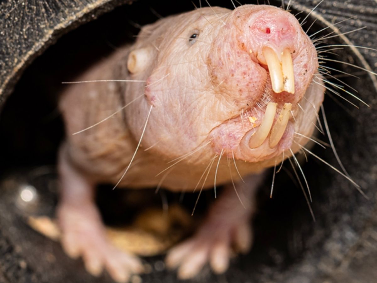 Naked Mole Rat - Photo Gallery
