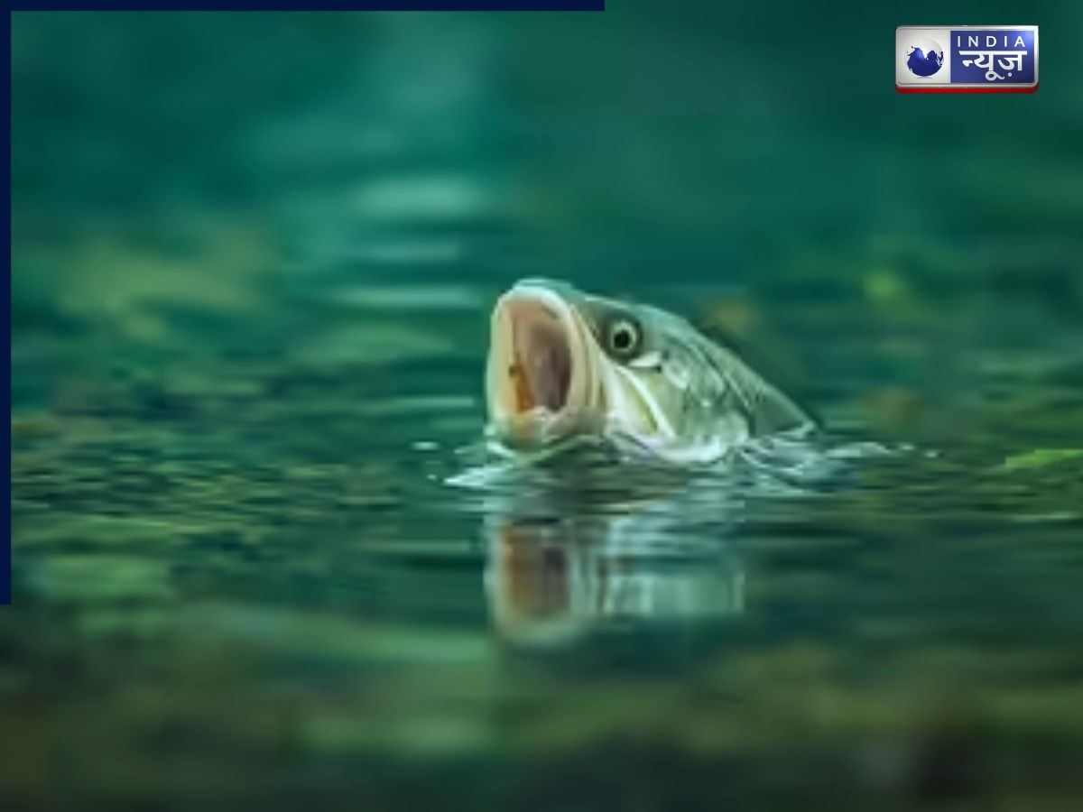 Viral News: क्या मछलियां भी पानी में डूबकर मर जाती हैं, वैज्ञानिकों ने बताई हैरतअंगेज करने वाली सच्चाई?
