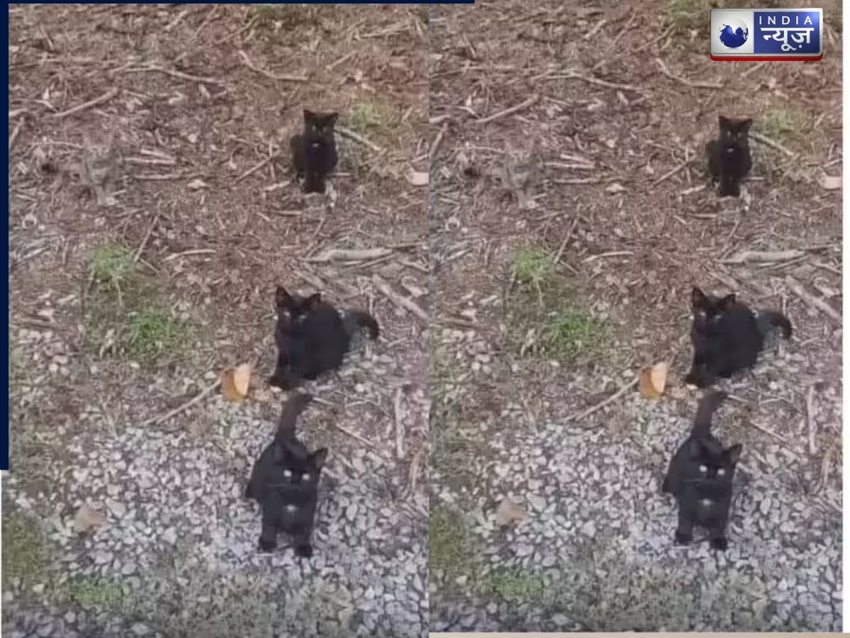 90% लोग चौथी बिल्ली ढूंढने में फेल: अगर आपकी नजर तेज है, तो 5 सेकंड में दिख जाएगी यह चौथी बिल्ली