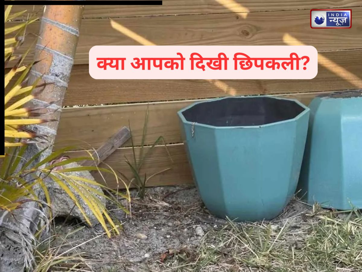 99% लोग फेल! क्या आप 15 सेकंड में इस तस्वीर में छिपी छिपकली ढूंढ पाएंगे? तो किस बात की देर..