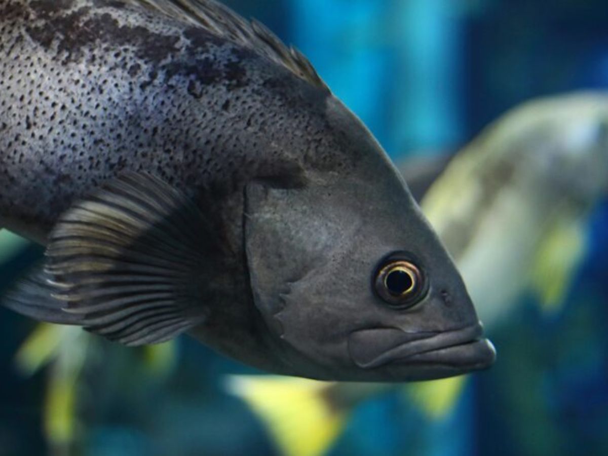 pacefic barrel eye fish - Photo Gallery