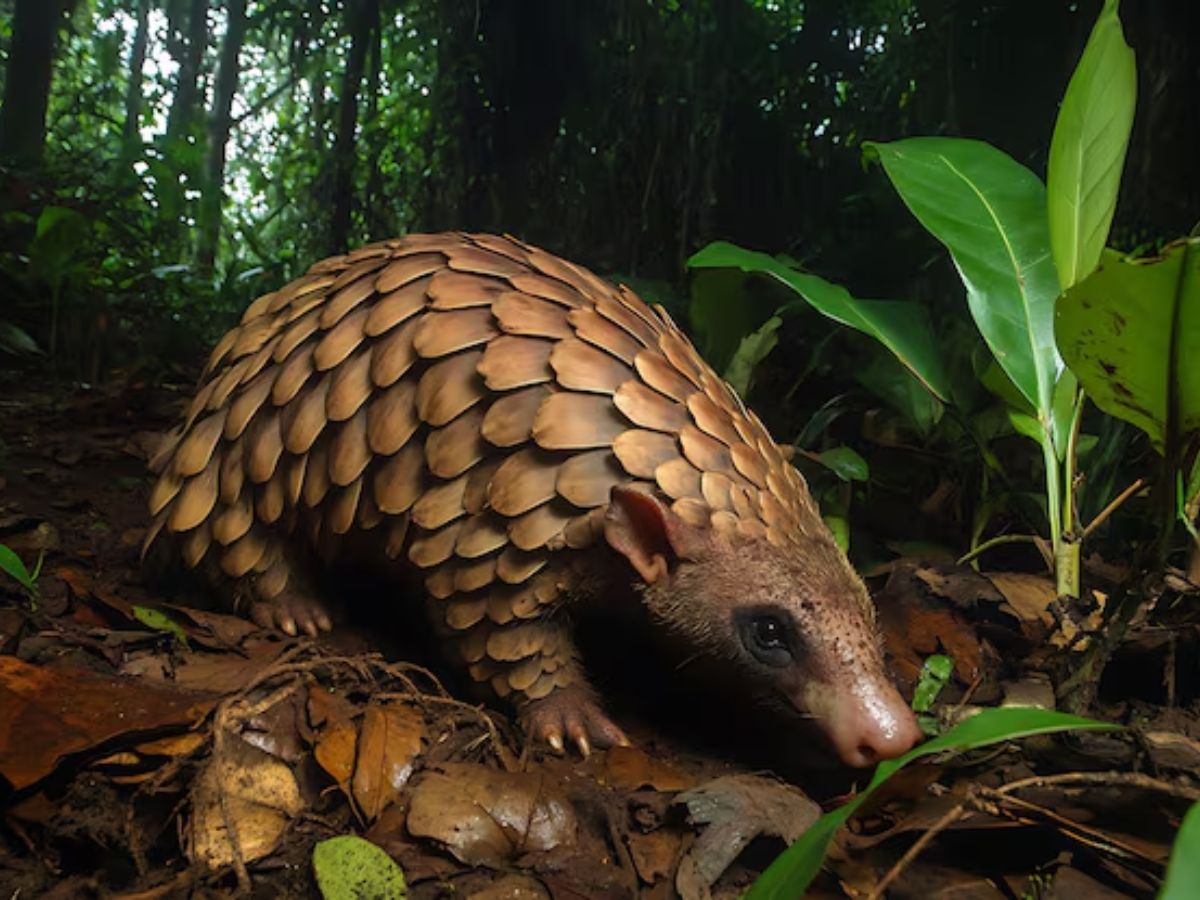 pangolin self defense mechanism - Photo Gallery