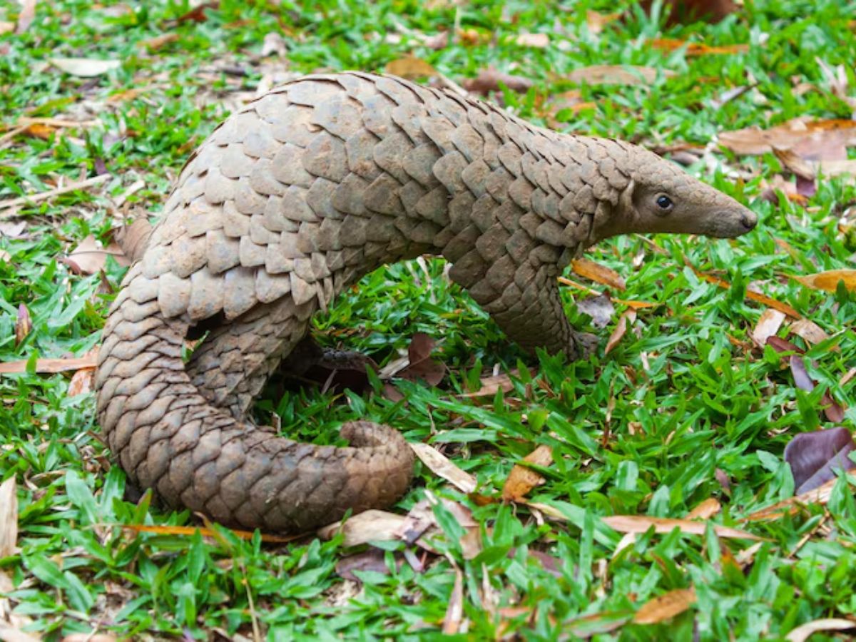 pangolin - Photo Gallery