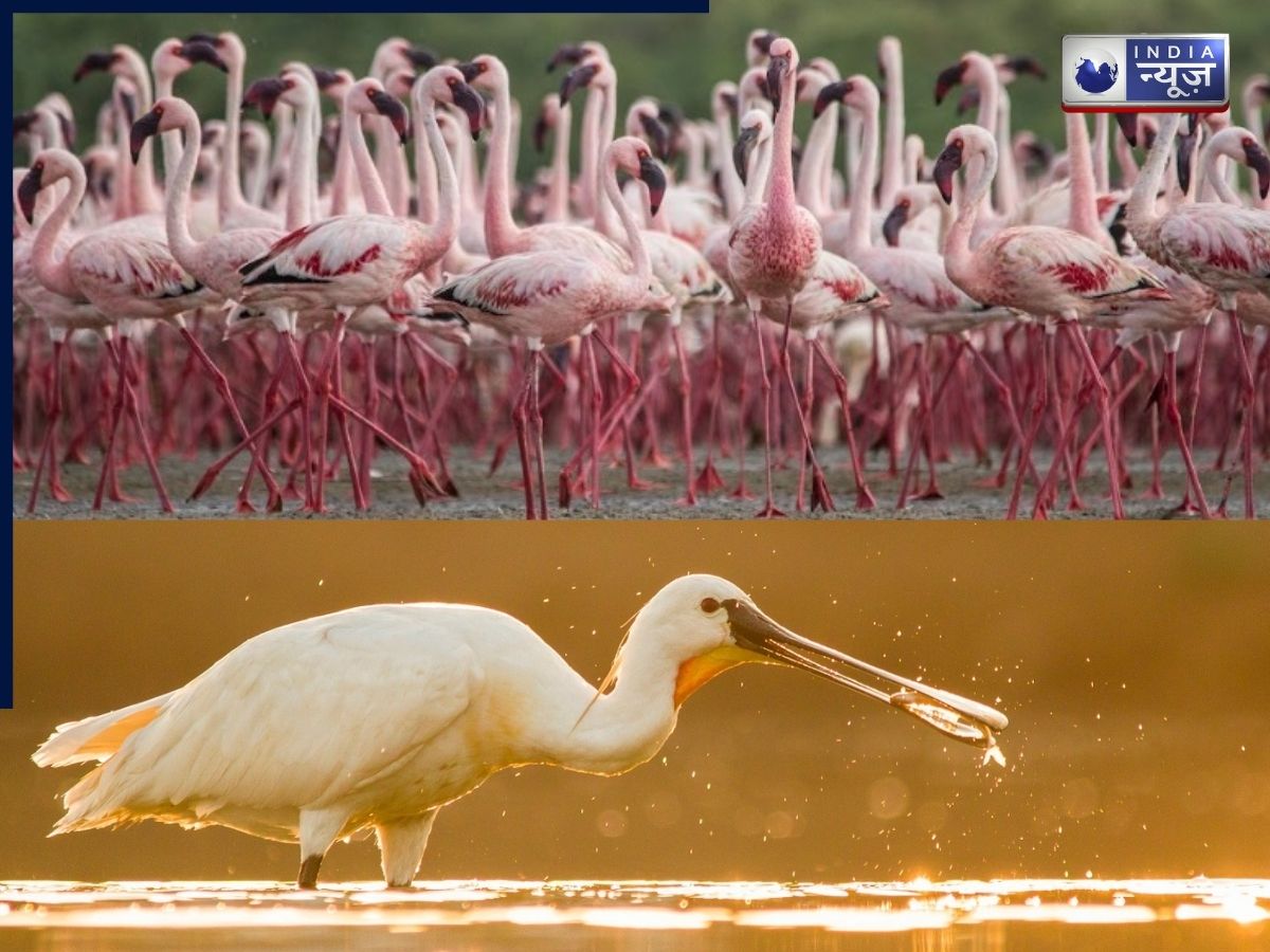 World Wetlands Day: पटना बर्ड सेंचुरी और छारी-ढांड को अंतरराष्ट्रीय सम्मान, मिला रामसर दर्जा