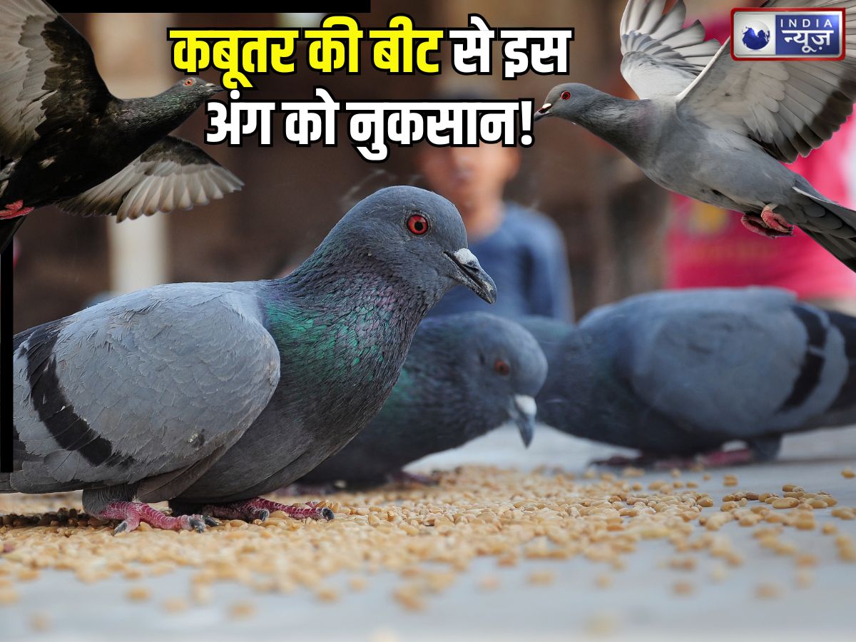 कबूतर की बीट से गंभीर बीमारियों का खतरा! दाना खिलाएं मगर संभलकर, वरना… फेफड़ों में पहुंचा देंगे धीमा विष!