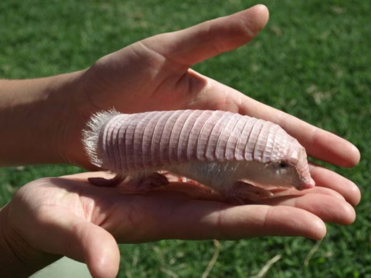 Pink Fairy Armadillo - Photo Gallery