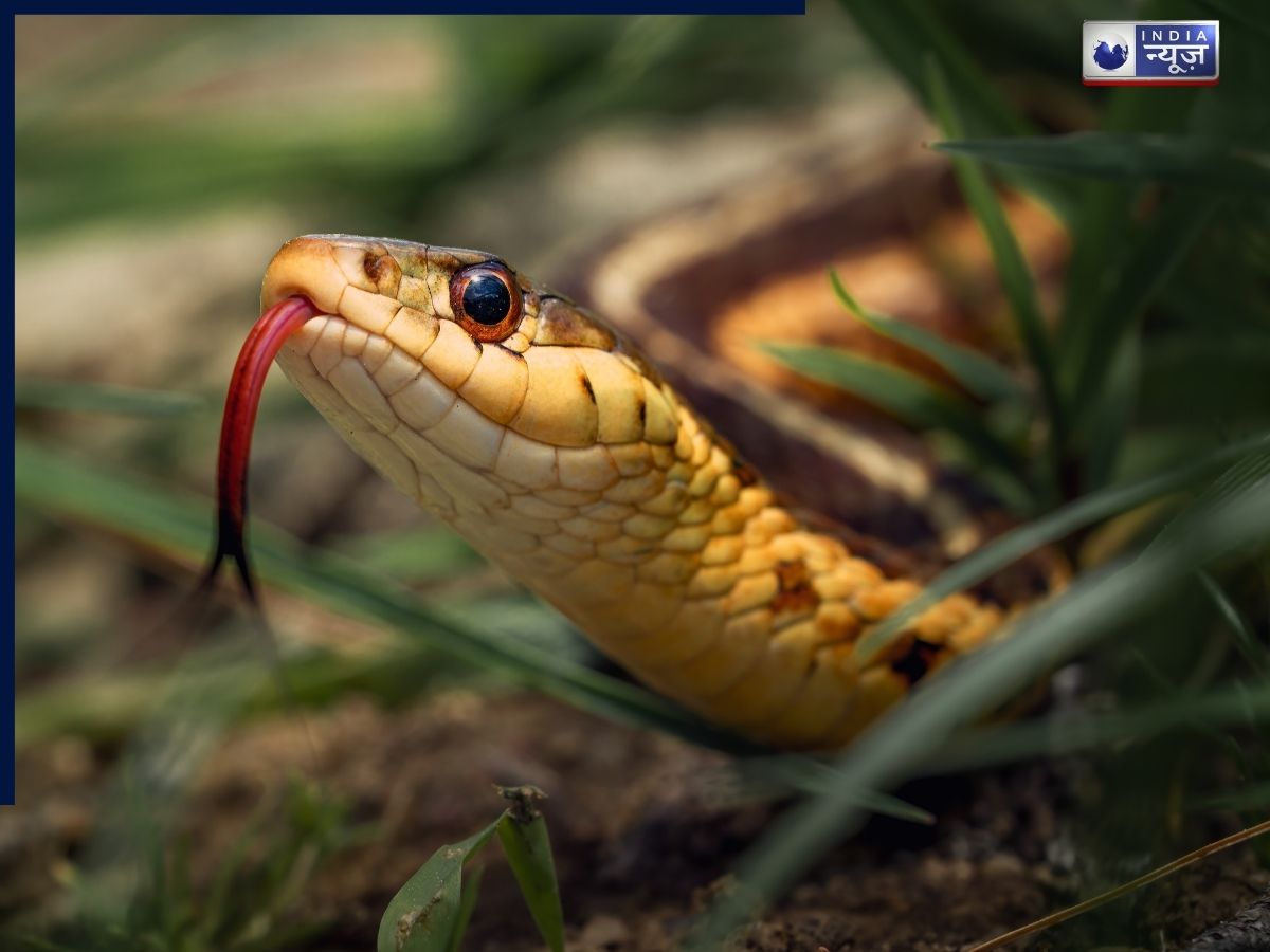 अपने बगीचे में कभी ना करें ये गलती, नहीं तो बन जाएगा सांपों का ठिकाना; जानें खतरे से बचने का तरीका