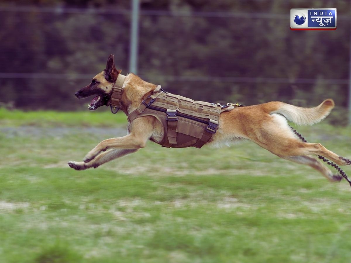 Dog Tiger Fight: मालिक को बचाने के लिए आखिरी सांस तक लड़ता रहा जर्मन शेफर्ड, पेश की बफादारी की मिशाल