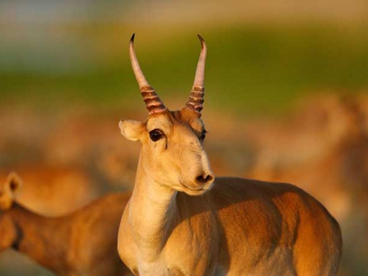 saiga antelope - Photo Gallery