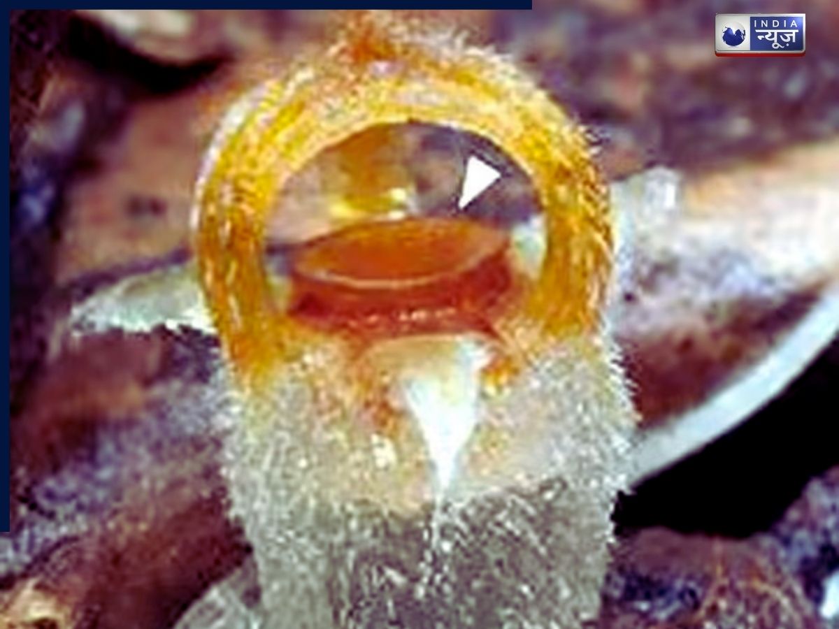 Fairy Lantern: फेयरी लैंटर्न पौधे की खोज ने शोधकर्ताओं के जेहन में खड़े किए कई सवाल, पढ़ें पूरी खबर