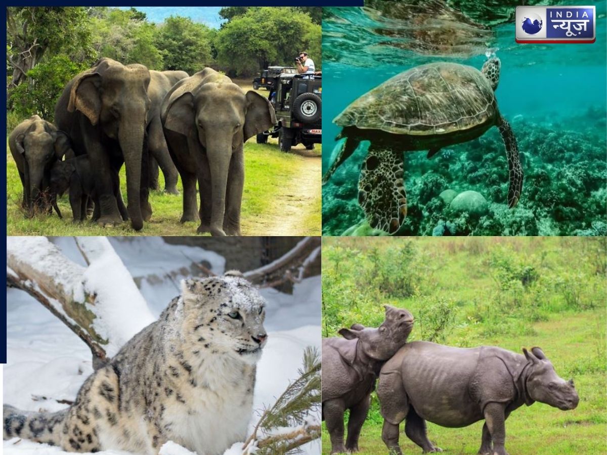 भारत के 10 सबसे अनोखे वन्यजीव अभयारण्य, जहां आपको देखने को मिलेगा प्रकृति का अनोखा खजाना