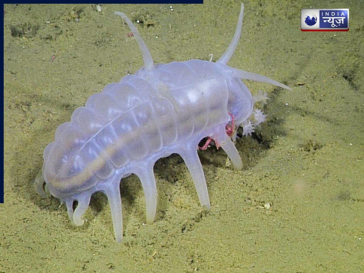 Sea Pig - Photo Gallery