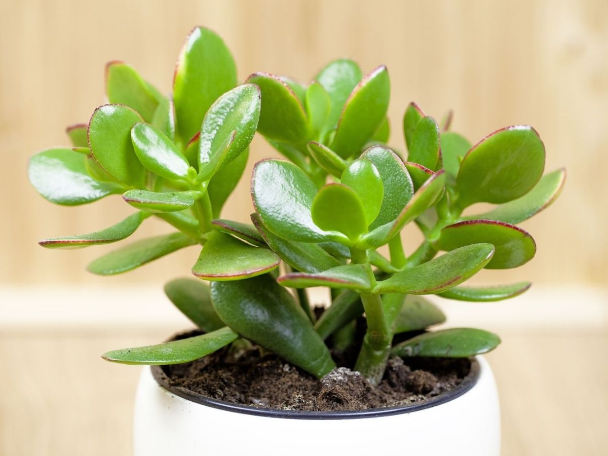 Money Plant for Wealth Growth - Photo Gallery