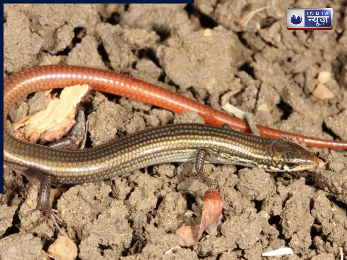 क्या आपने कभी ‘बिना पैरों’ वाली छिपकली देखी हैं? इस नई प्रजाति की अद्भूत खौज से चौंके वैज्ञानिक