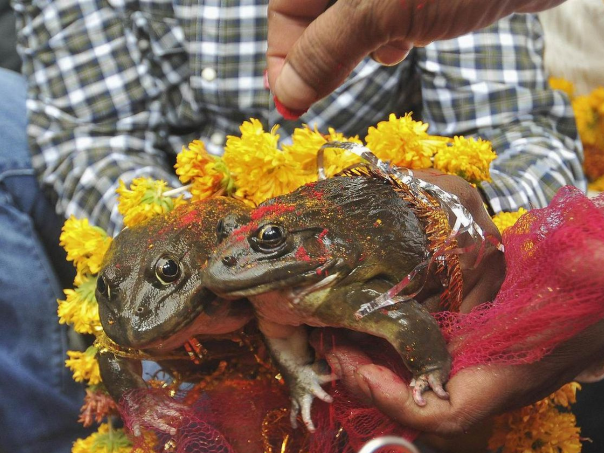 अनोखी परंपरा: कराते हैं लोग इस वजह से मेंढकों की शादी, टोटका करता है असर! जानें कहा चलता है यह ट्रेडिशन