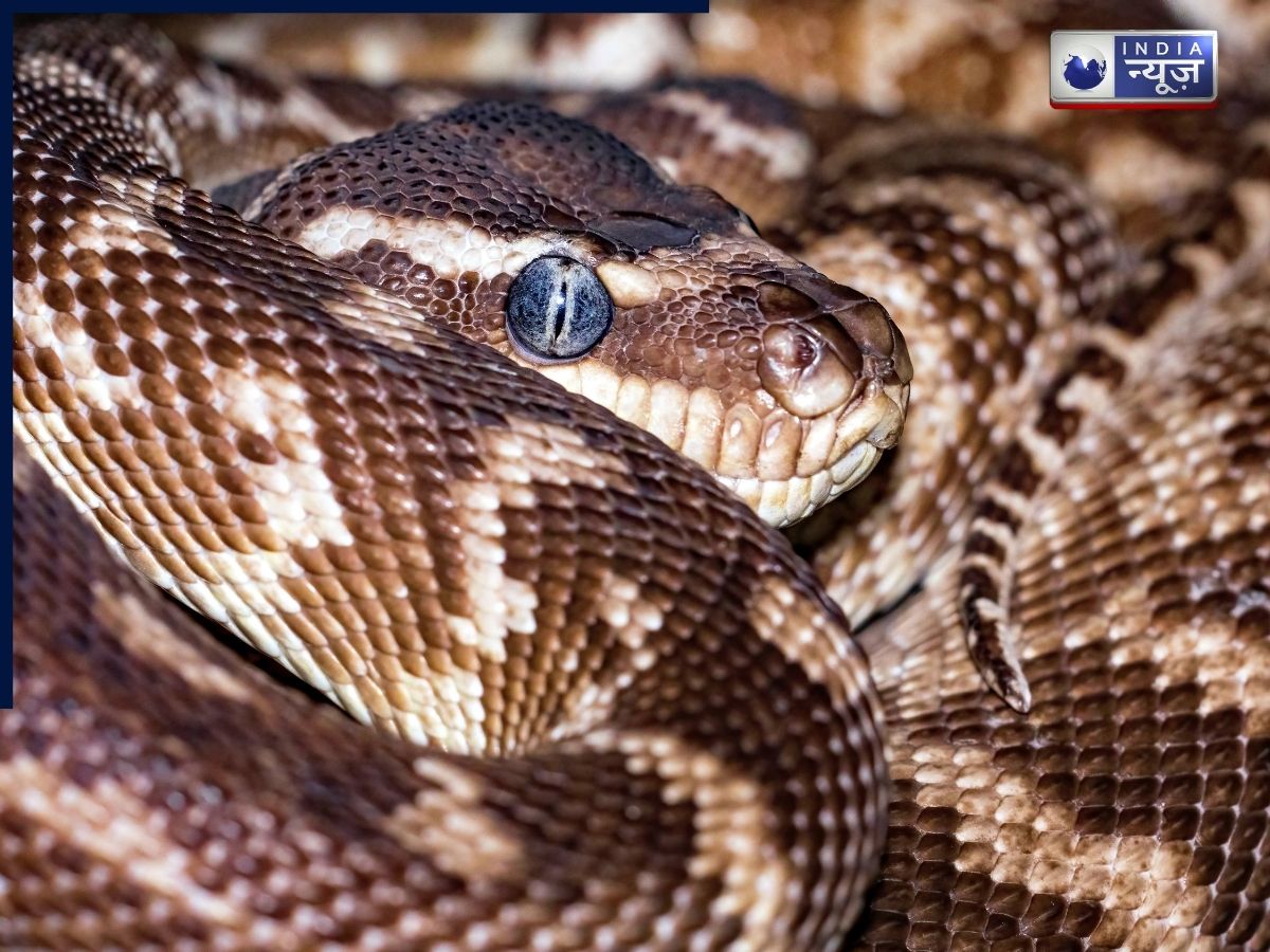क्या सांप इंसान को निगल सकता है? जानें दुनिया का सबसे लंबा सांप कौन सा है
