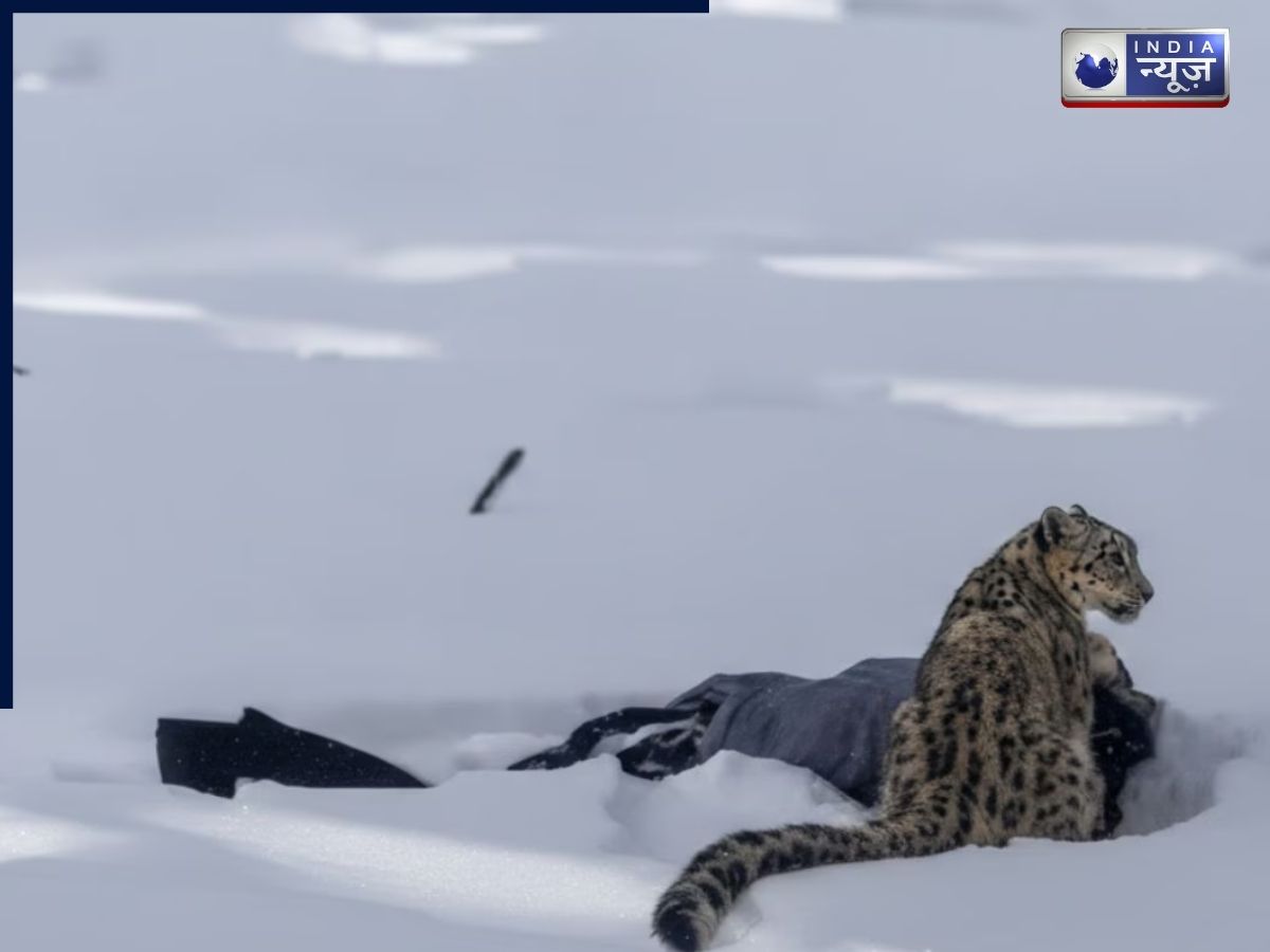 फोटो लेने की जिद पड़ी भारी! स्नो लेपर्ड ने पर्यटक पर किया जानलेवा हमला, खतरनाक VIDEO देख कांप उठे लोग