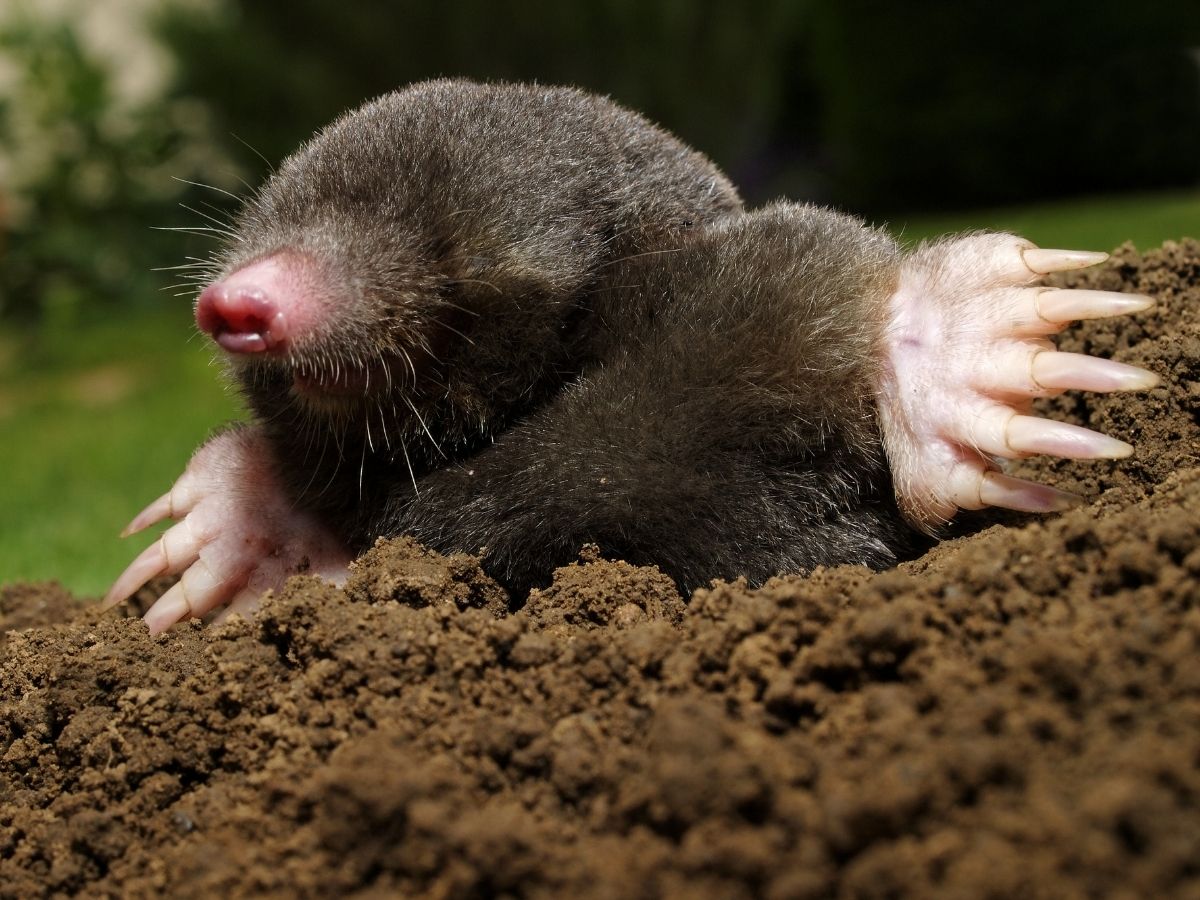 Star-Nosed Mole - Photo Gallery