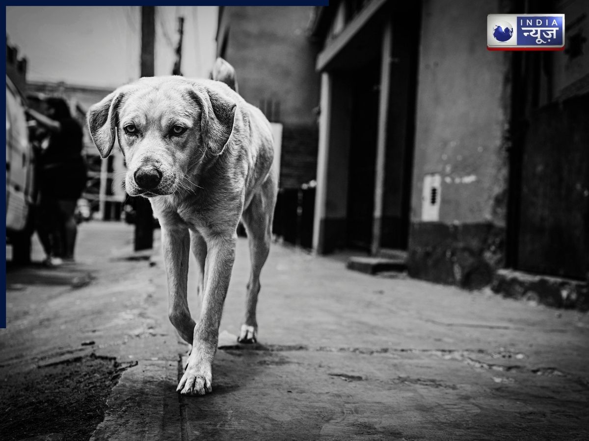 Stray Dogs Case: जजों पर कुत्तों ने किया हमला, सुनाई के दौरान सुप्रीम कोर्ट का बड़ा बयान; कहा- हम डॉग हेटर…