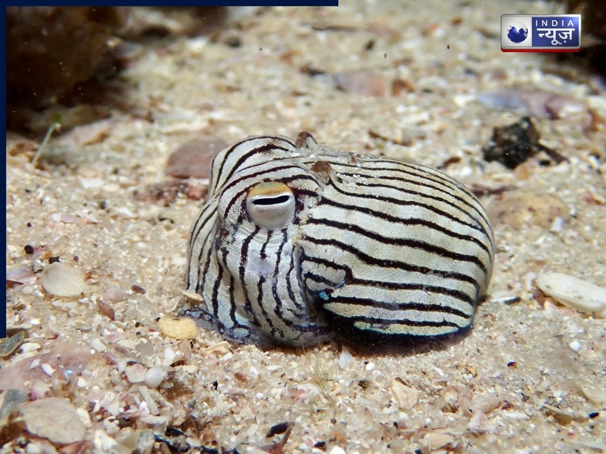 Striped pyjama squid - Photo Gallery