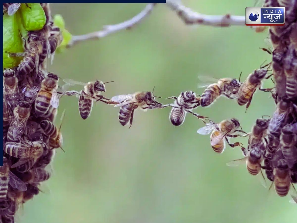 Animals - Photo Gallery