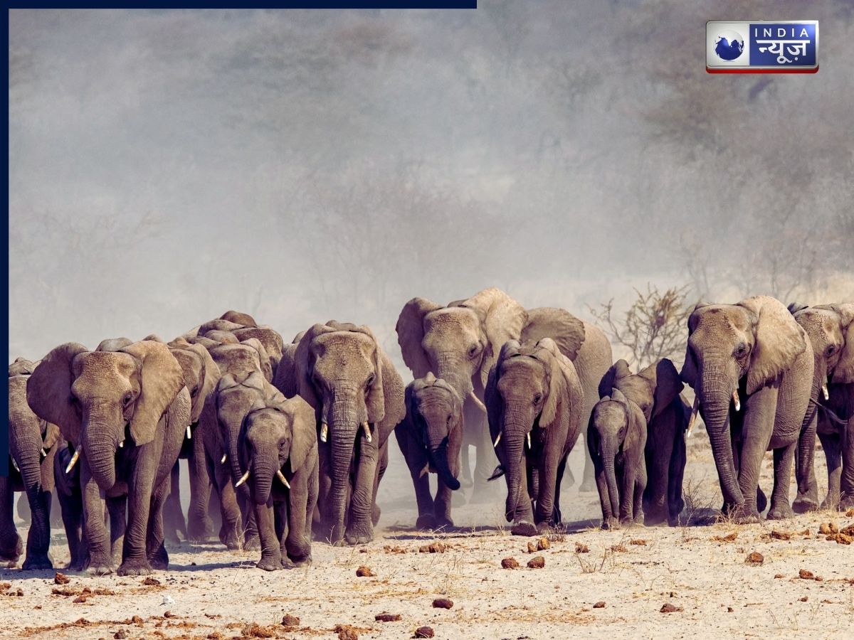 Animals - Photo Gallery