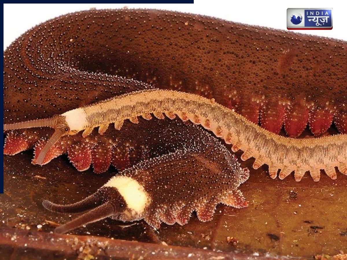 Tiputini velvet worm - Photo Gallery
