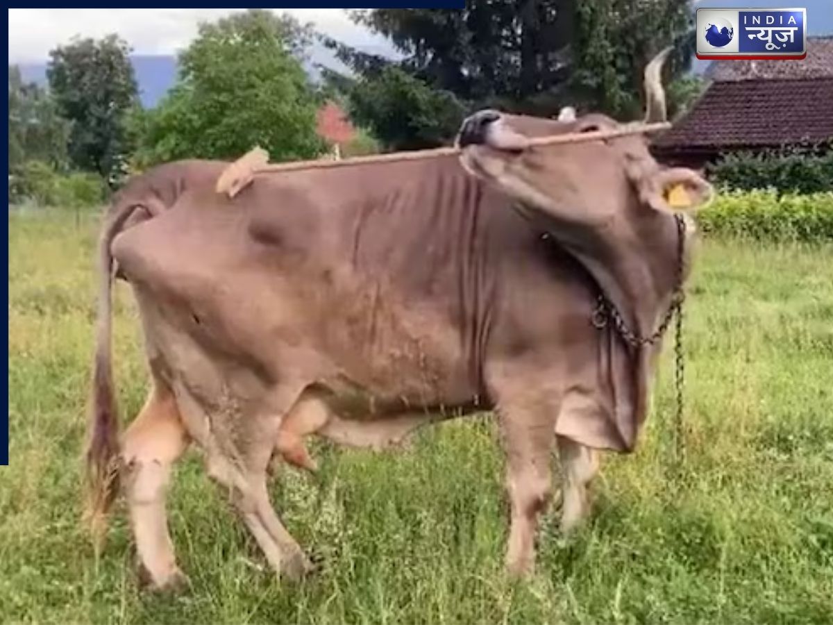 मिलिए ऑस्ट्रेलिया की वेरोनिका से…इस गाय ने वो कर दिखाया जो आज तक किसी जानवर ने 10,000 सालों में नहीं किया; वैज्ञानिक भी दंग