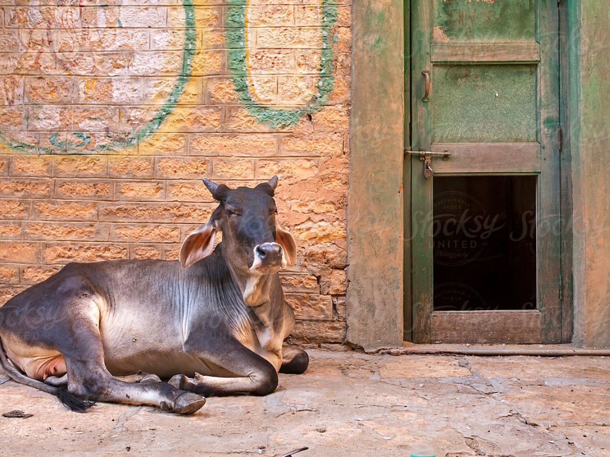 Cow at Door in Dream - Photo Gallery