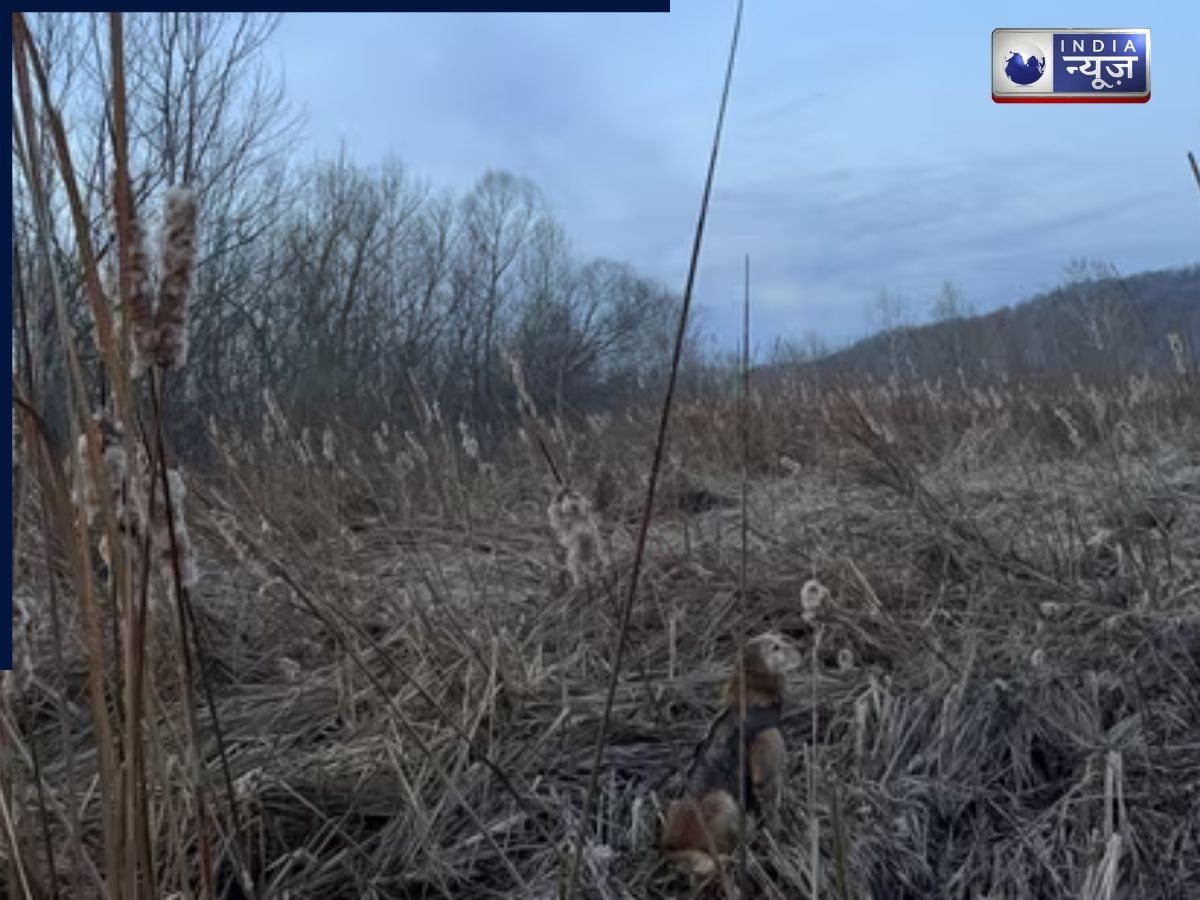 Optical illusion: क्या आपको छिपा हुआ कुत्ता दिखा?, 90% लोग पहली बार में फेल!