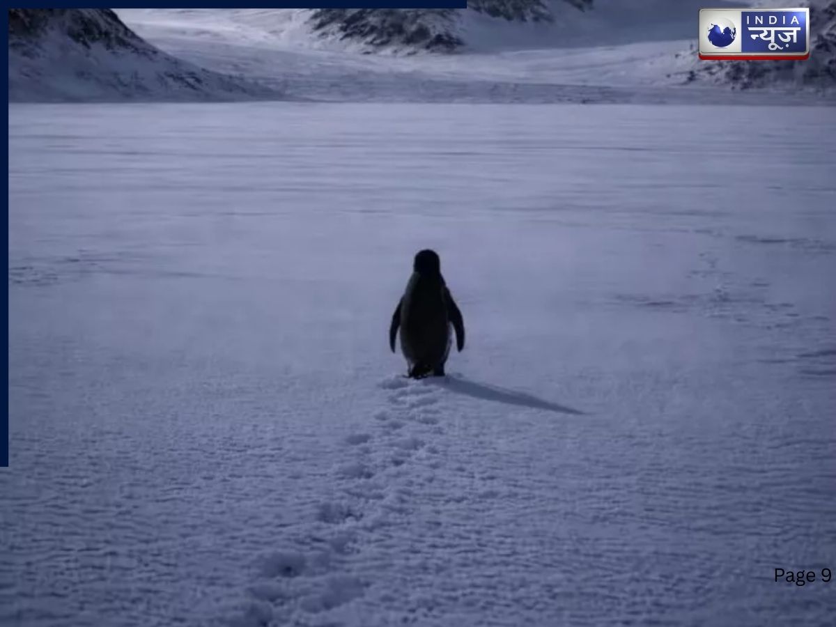 इंटरनेट पर ‘निहिलिस्ट पेंगुइन’ का दबदबा, डोनाल्ड ट्रंप भी कर रहे बेहद पसंद