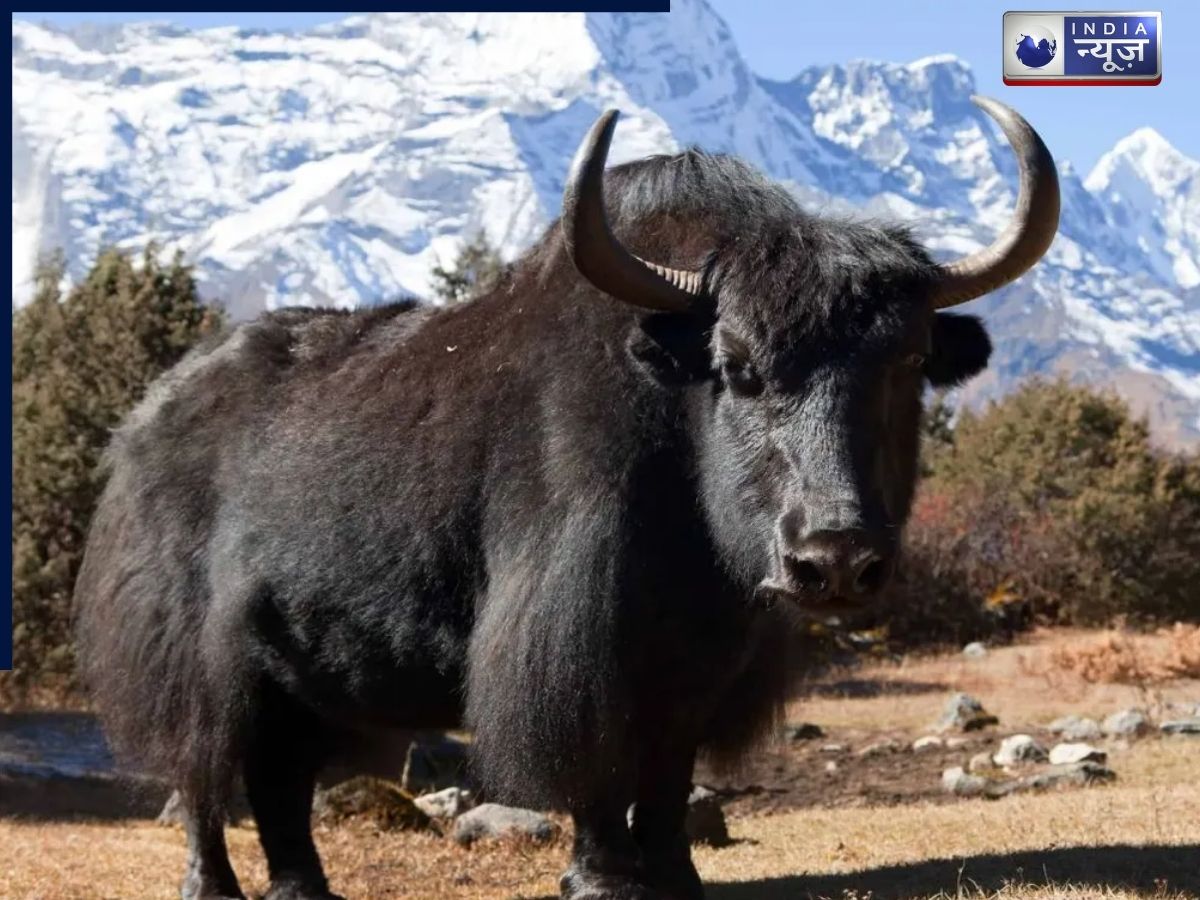 याक का दूध: सेहत का हिमालयी खजाना, 5 फायदे जो इसे बनाते हैं खास