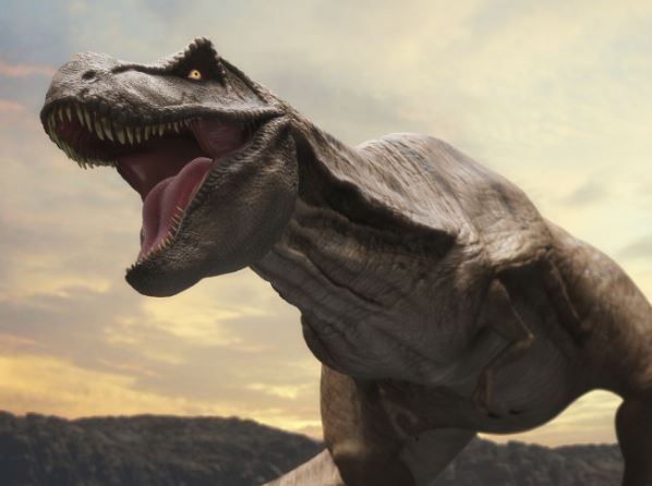 Nature's Web - Photo Gallery