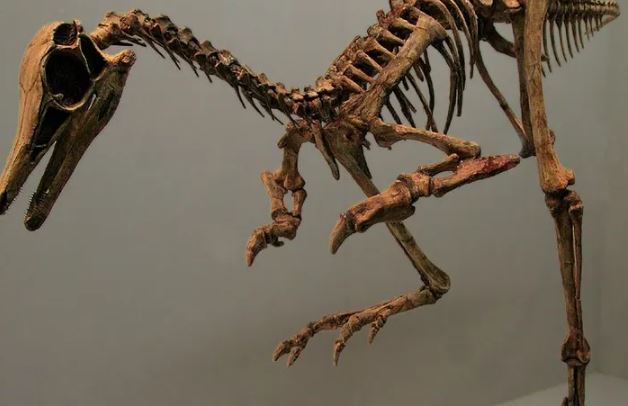 Secrets hidden in bones - Photo Gallery